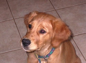 Hilfy, 16 weeks