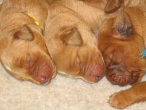 three puppies