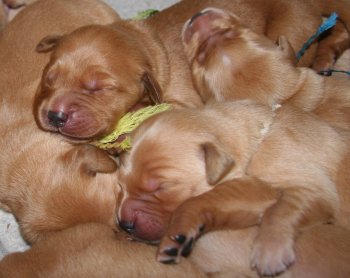 puppies
