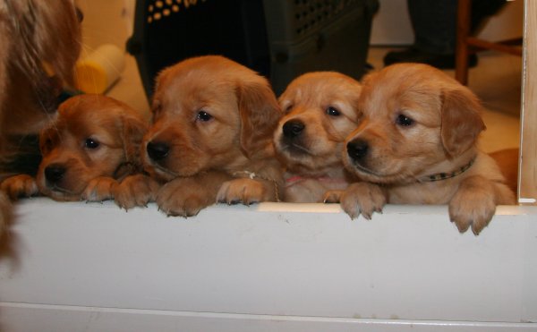 puppies