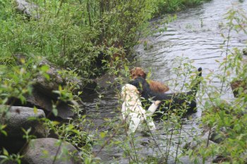 Barley and buddies wash off in the creek