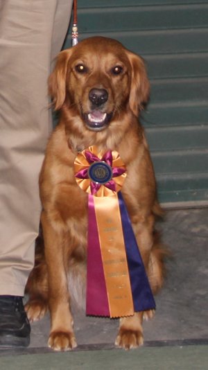 Title ribbon