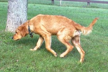 Hilfy, 16 weeks