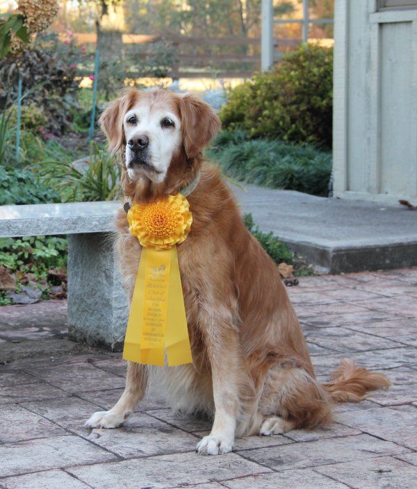 Hilfy with CCA Rosette