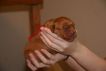 4-day old puppy