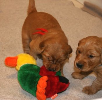 Apple puppy playing with stuffed duck