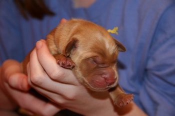 Banana boy puppy