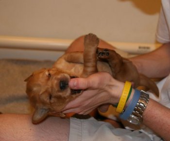 2-week old puppy