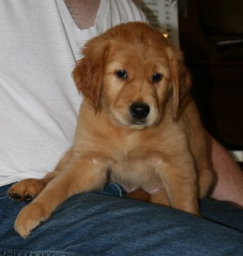 Banana puppy at 7 weeks