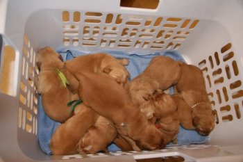 puppies