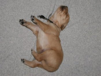 puppy