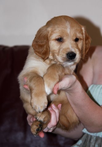 puppy
