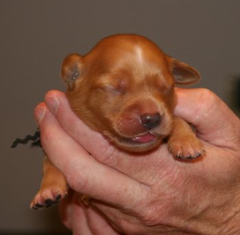 puppy