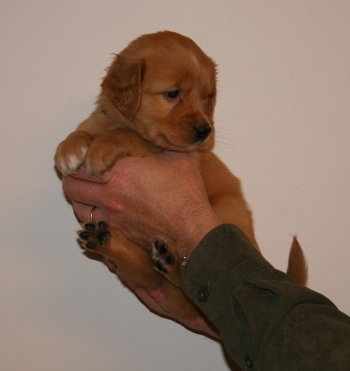 puppy