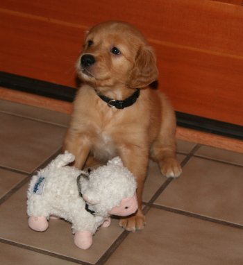 puppy
