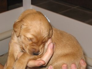 Beau at 2 weeks