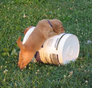 puppy in bucket