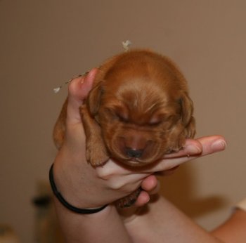 4-day old puppy