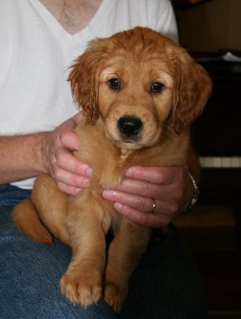 puppy face