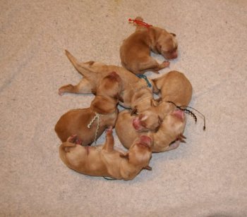 puppies
