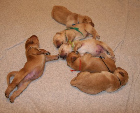 puppies