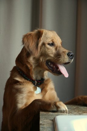 Callie watching out the window