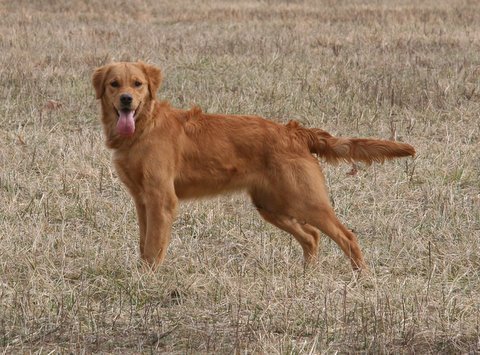 Callie at 8 months