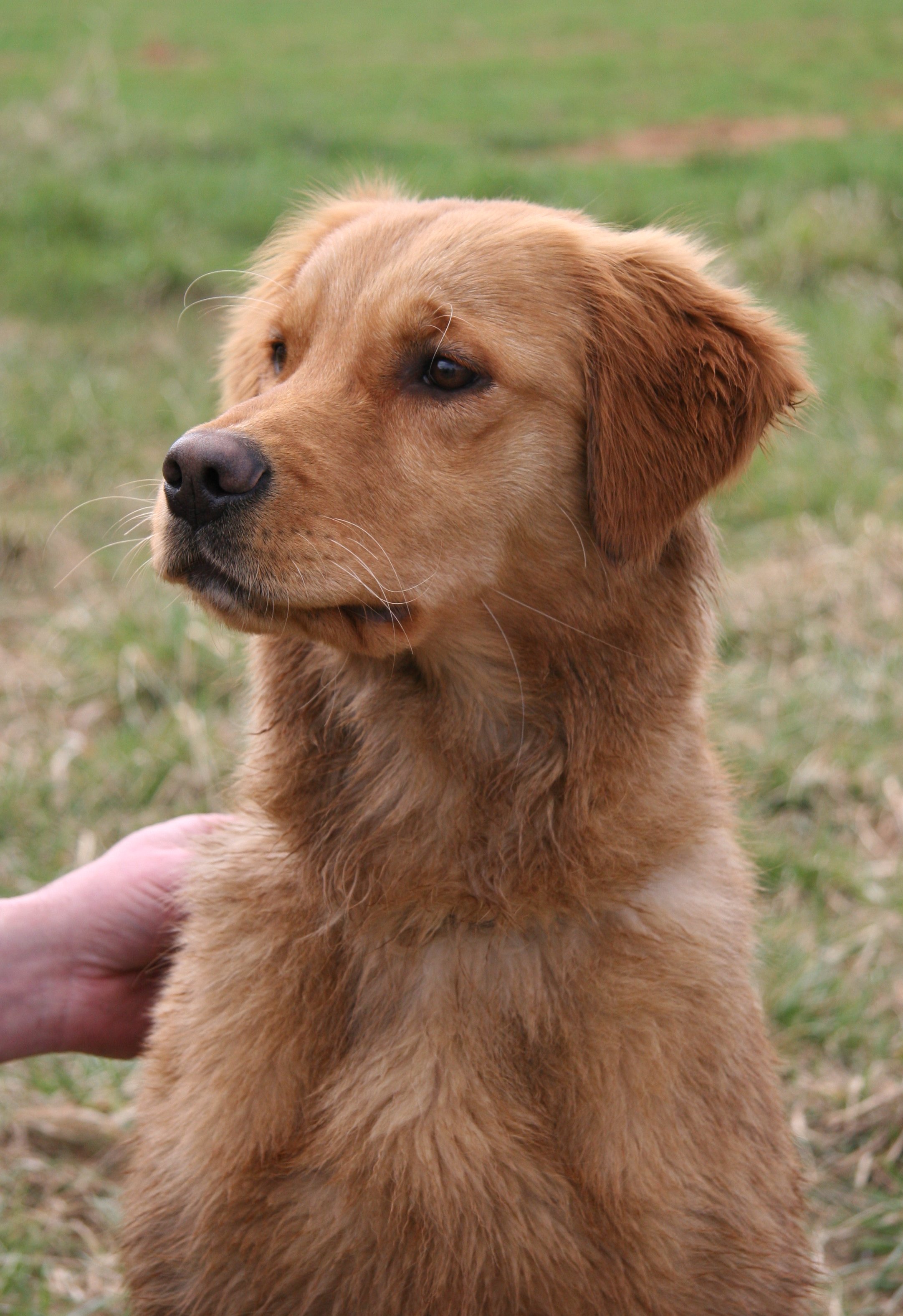 Callie at 9 months