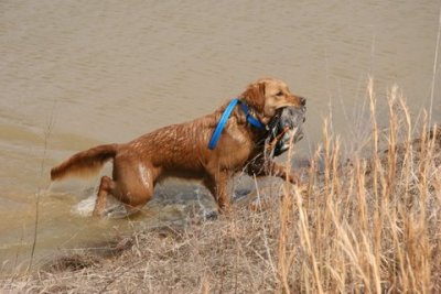 Water retrieve