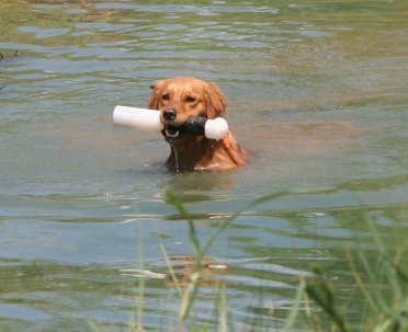 Callie swimming