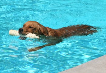 Callie swimming