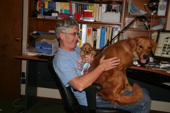 Two lapdogs