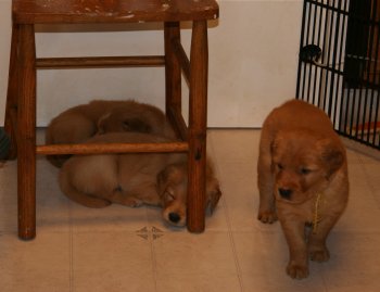 puppies