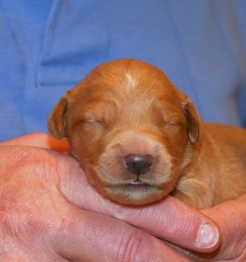 puppy, 1 week