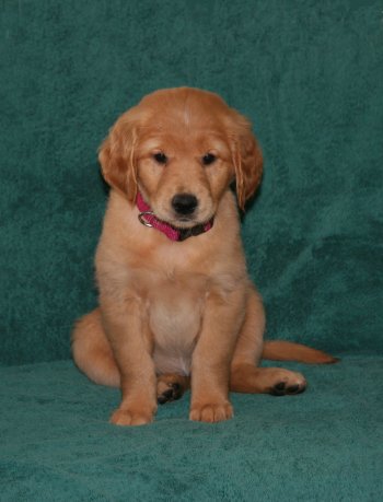puppy, 7 weeks