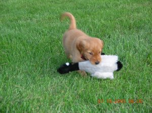 Chief with goose dummy