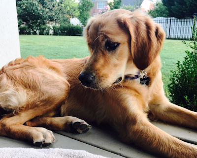 Puppy on porch