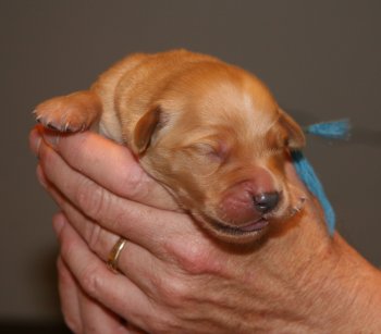 puppy