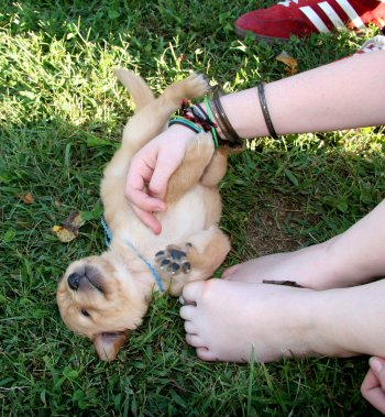puppy