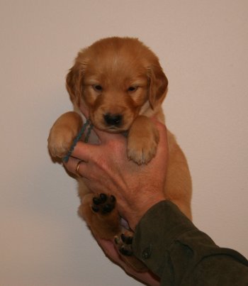 puppy