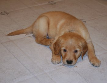 puppy