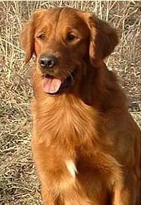 Drake's official portrait