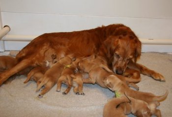 puppies
