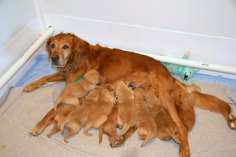 puppies