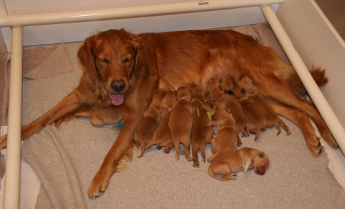 puppies