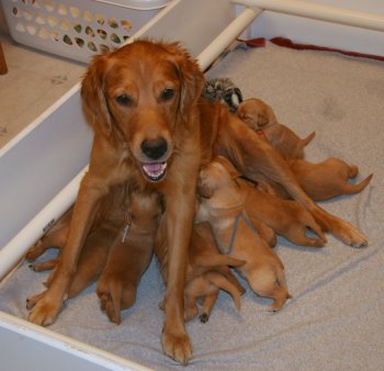 puppies