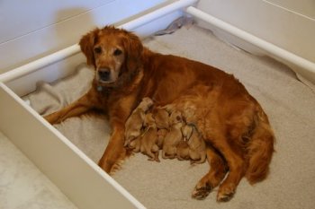 puppies