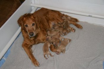 puppies