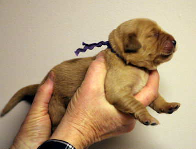 puppy
