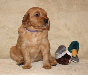 puppy at 4 weeks